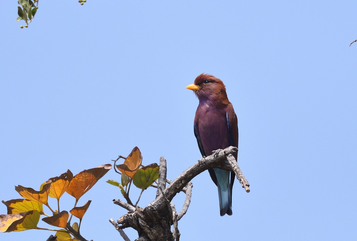 Broad-billed Roller - Paul  van Pelt