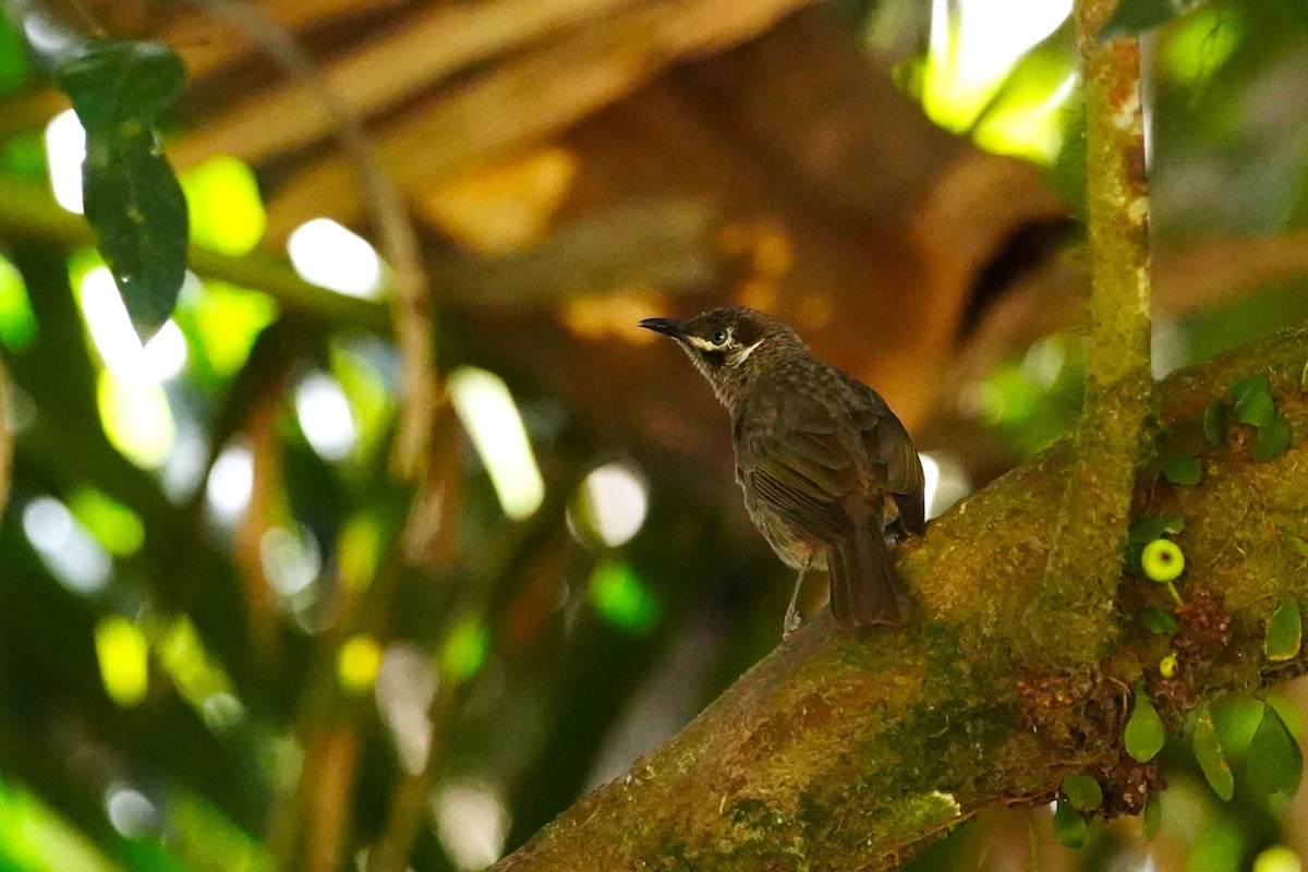 Eungella Honeyeater - ML604487531