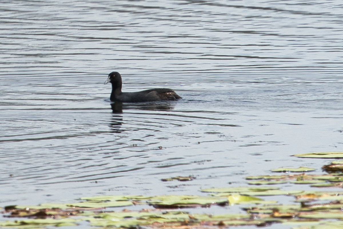 Eurasian Coot - ML604488021