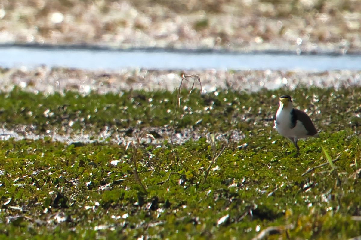 Masked Lapwing - Helen Leonard