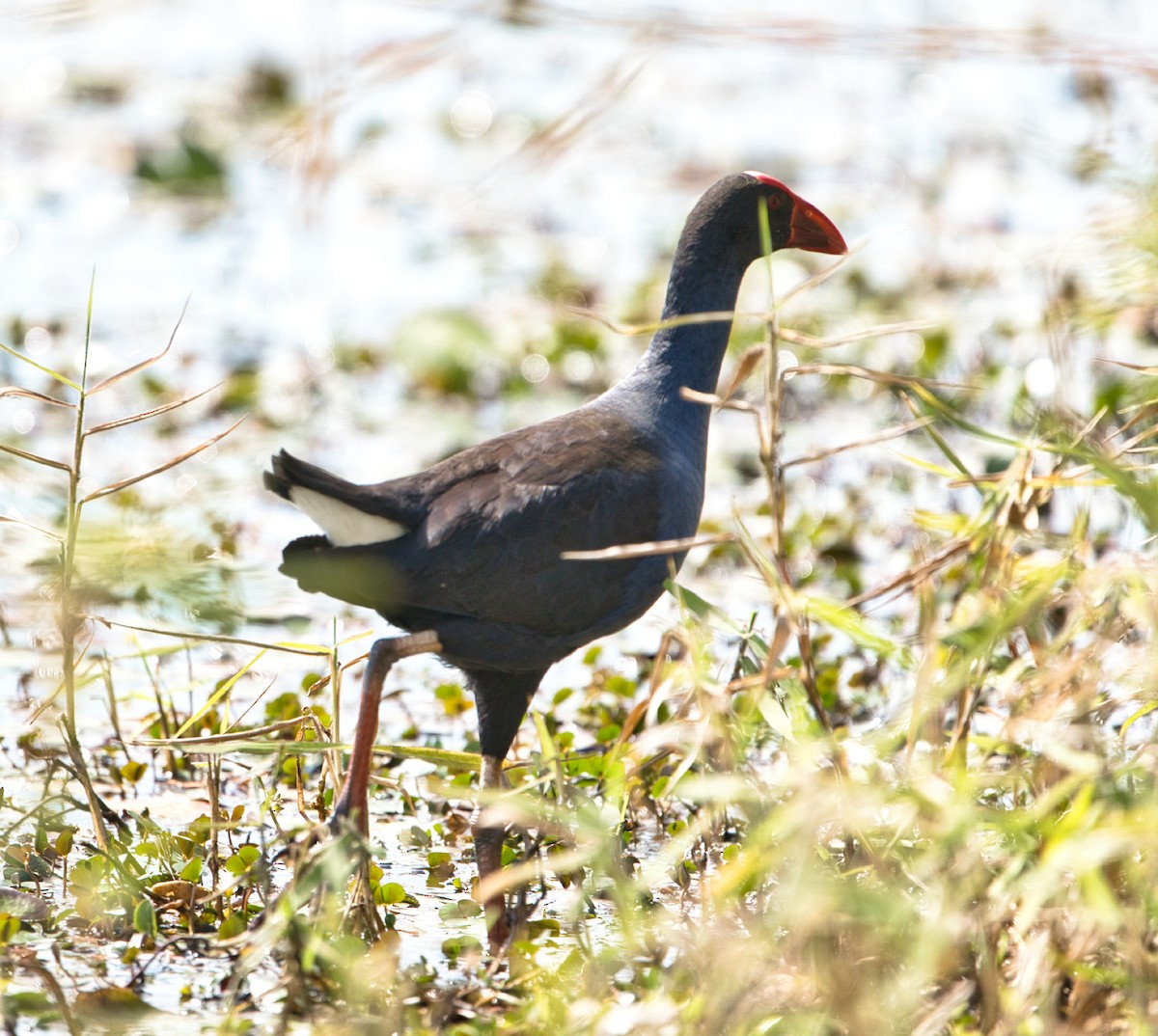 Australasian Swamphen - Helen Leonard