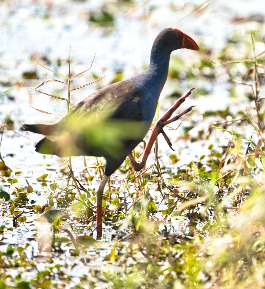 Australasian Swamphen - ML604488091