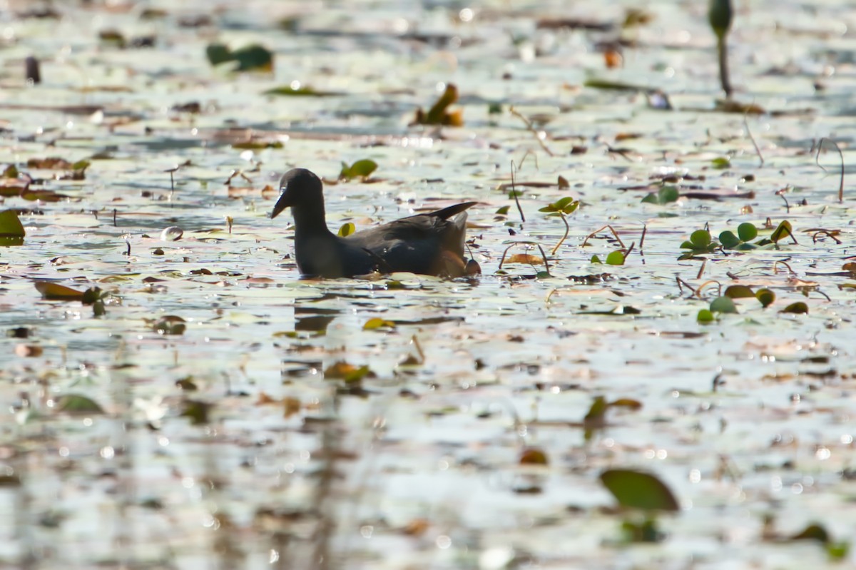 Dusky Moorhen - ML604488141