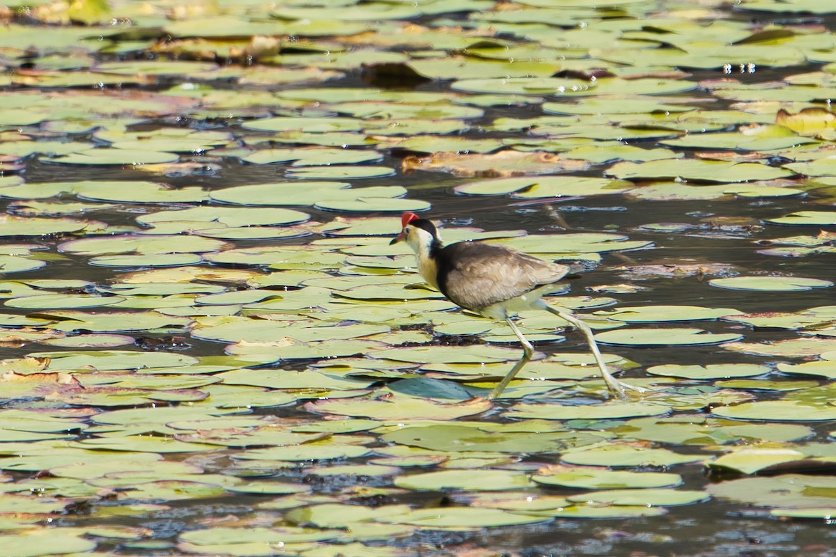 Comb-crested Jacana - ML604488171