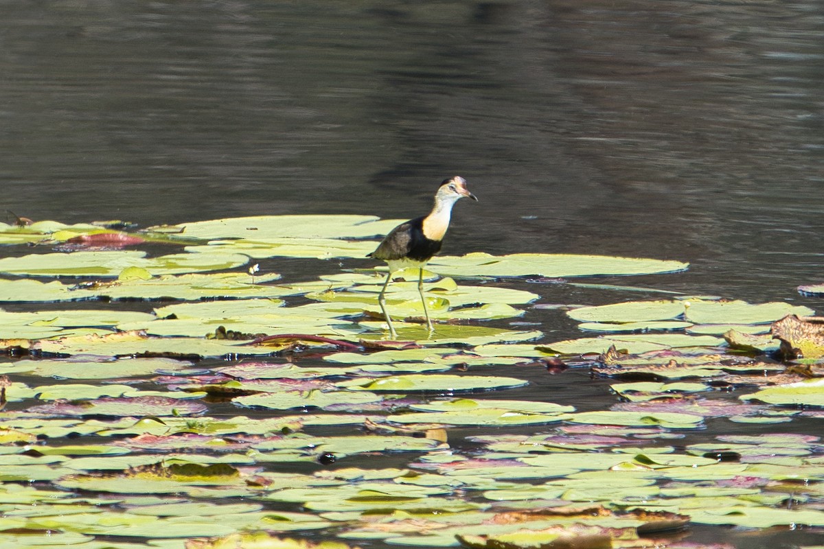 Comb-crested Jacana - Helen Leonard