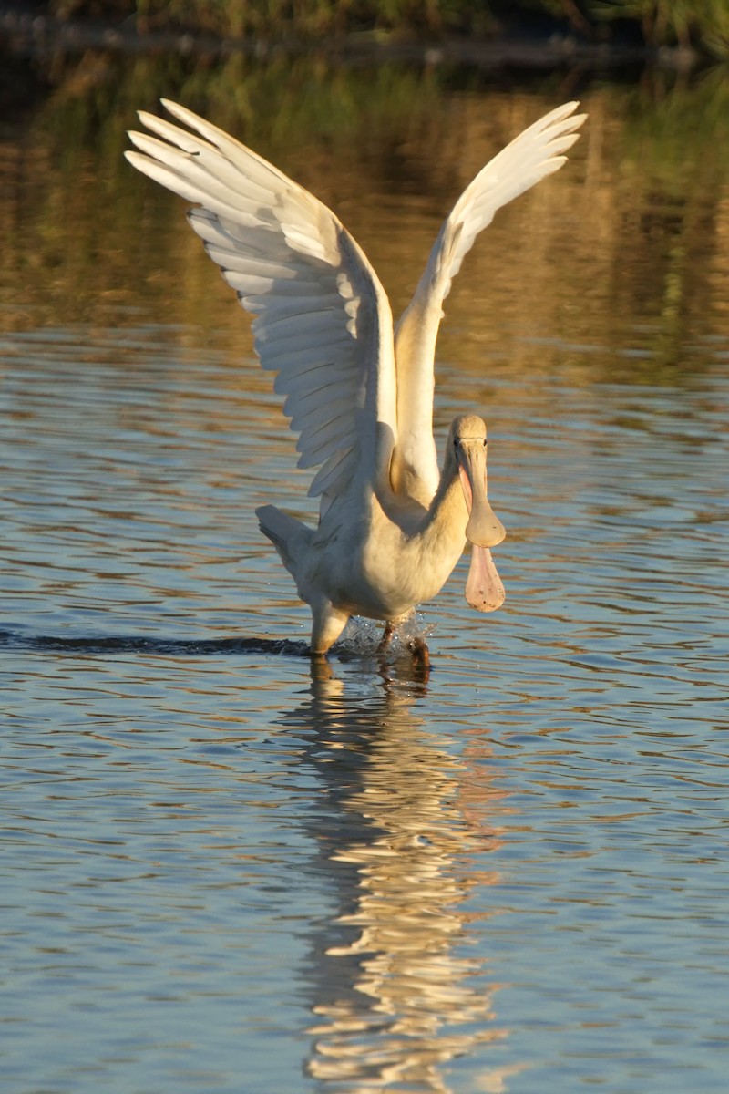 Yellow-billed Spoonbill - ML604488191