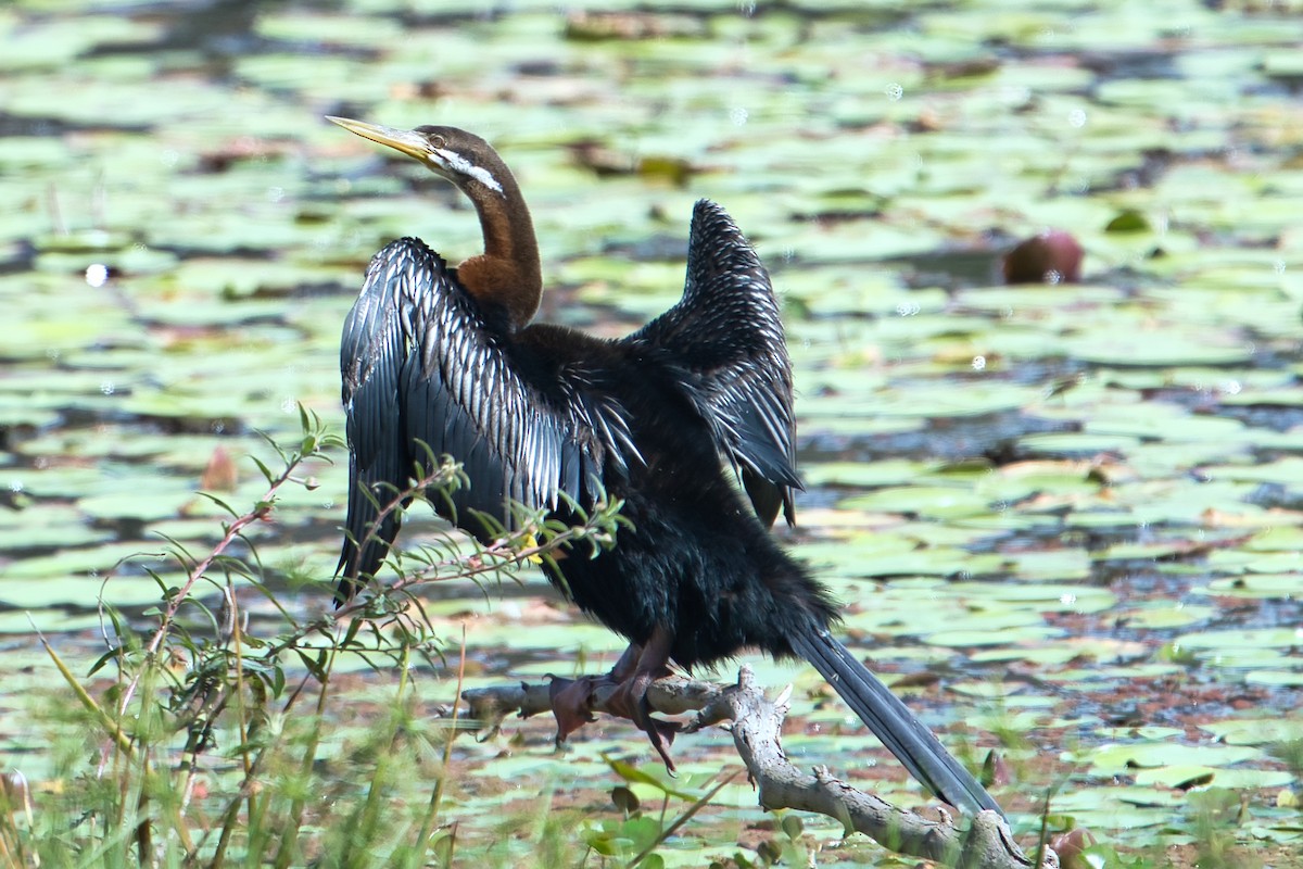 Anhinga Australiana - ML604488201