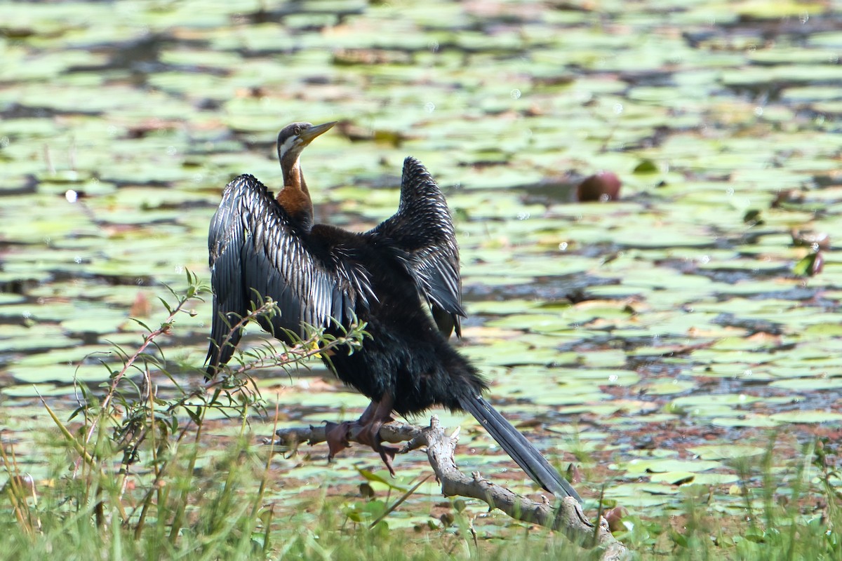 Anhinga Australiana - ML604488221