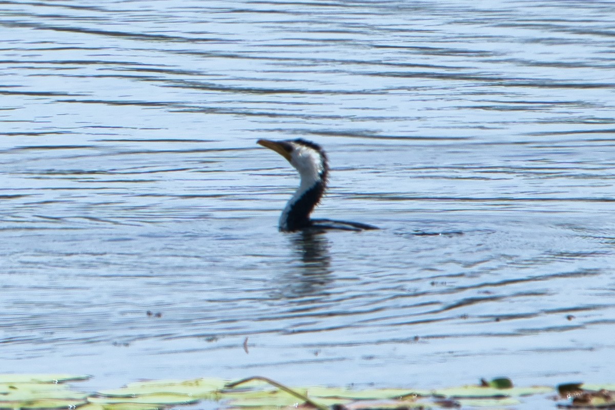 Little Pied Cormorant - Helen Leonard