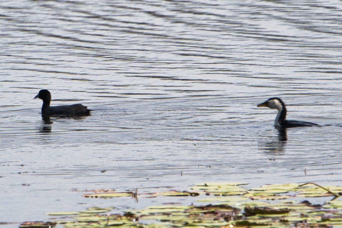 Little Pied Cormorant - ML604488251