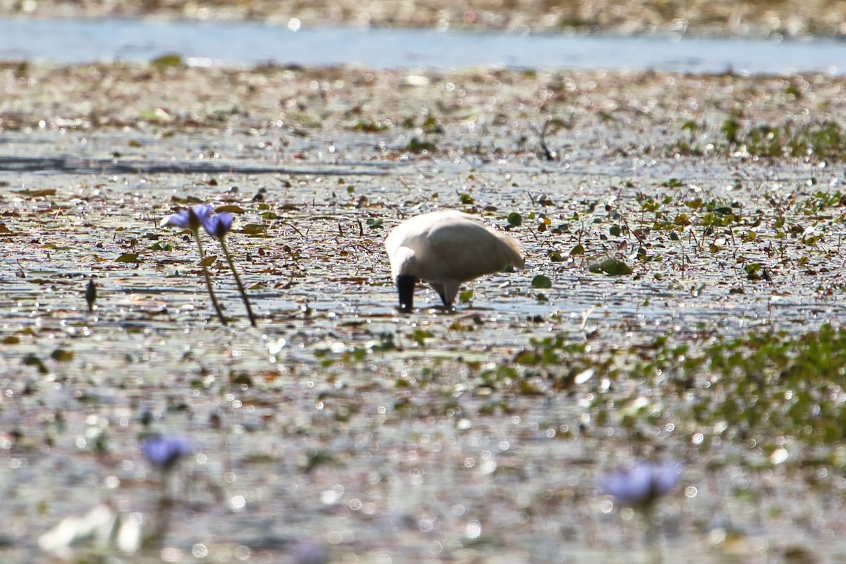 Espátula Real - ML604488281