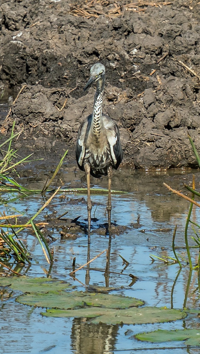 Garza Cuelliblanca - ML604490391