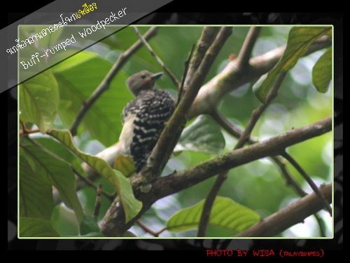 Buff-rumped Woodpecker - ML604493051
