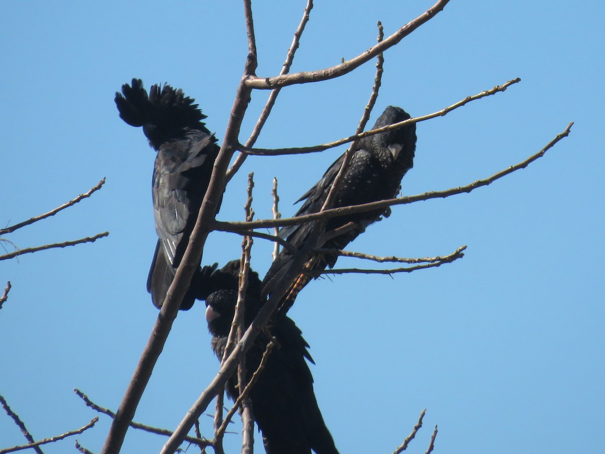 Red-tailed Black-Cockatoo - ML604494321