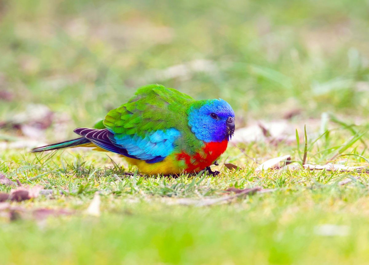 Scarlet-chested Parrot - Scott Baker