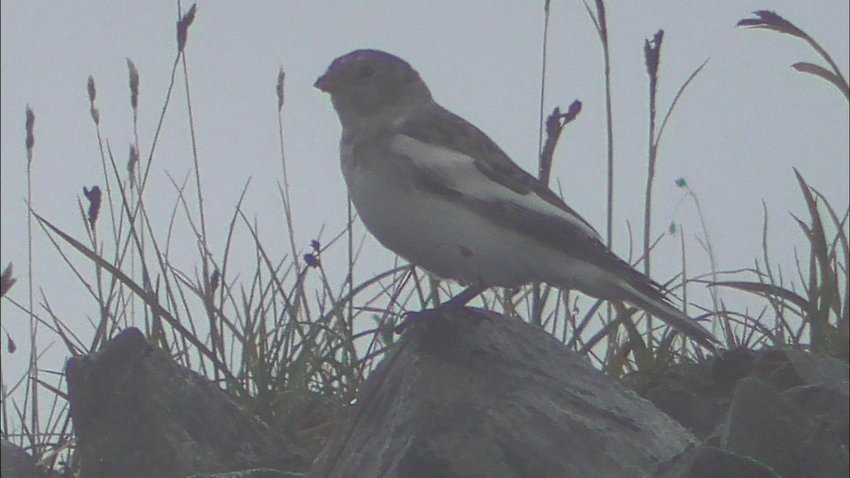 Snow Bunting - ML604494801