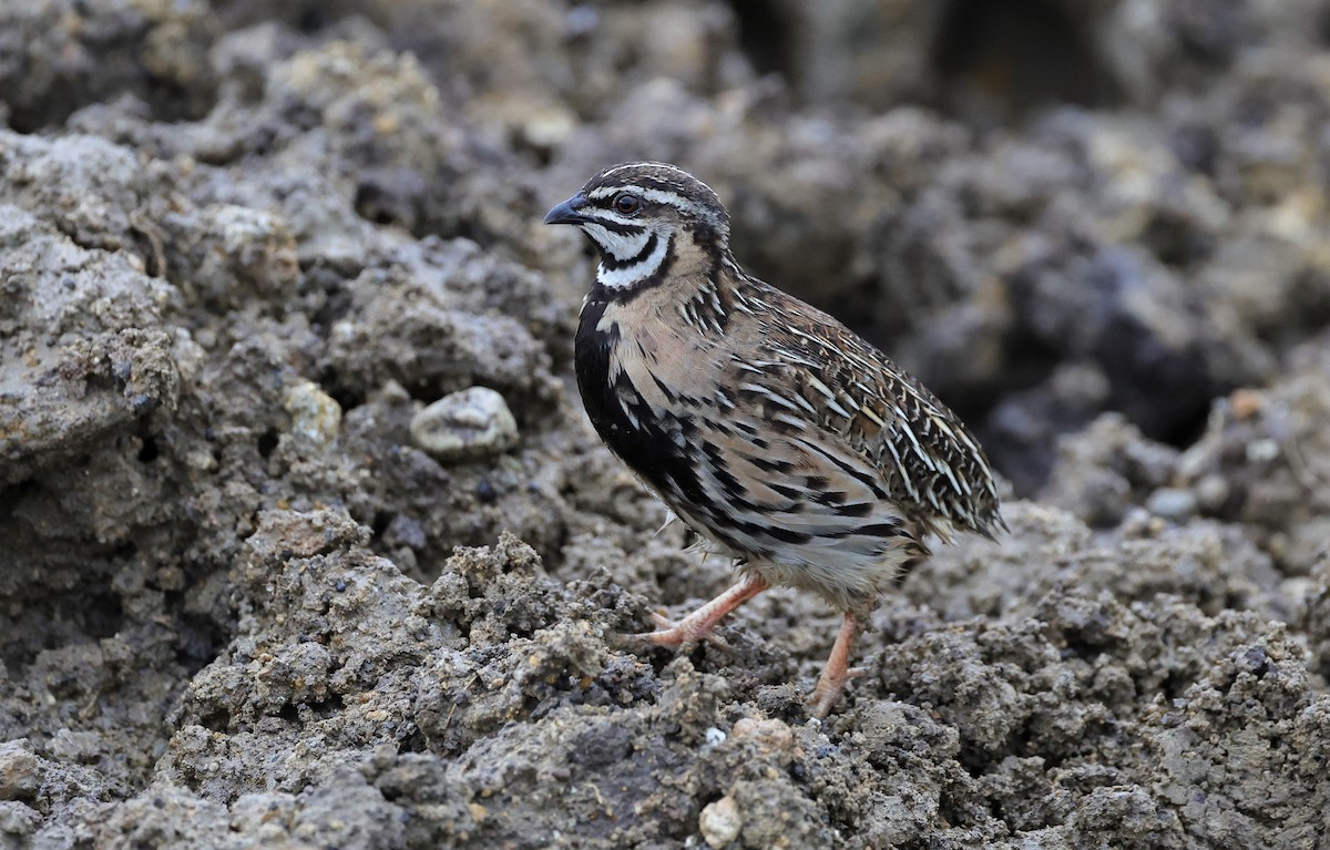 Rain Quail - ML604494901