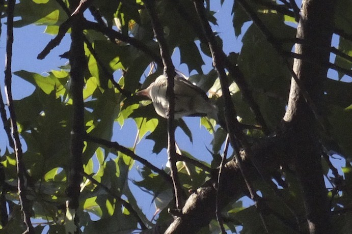 Warbling Vireo - ML60449541