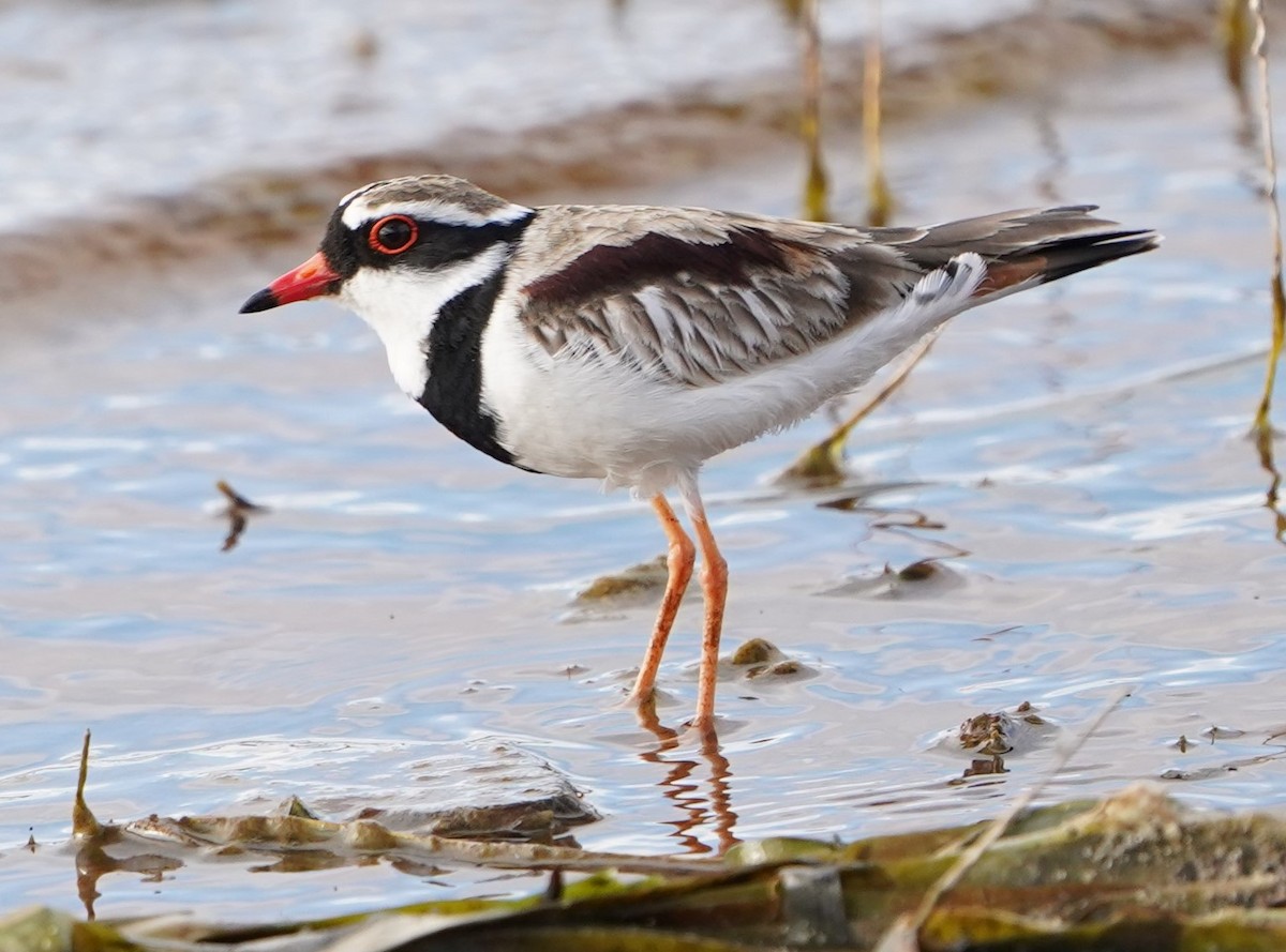 Black-fronted Dotterel - ML604496521