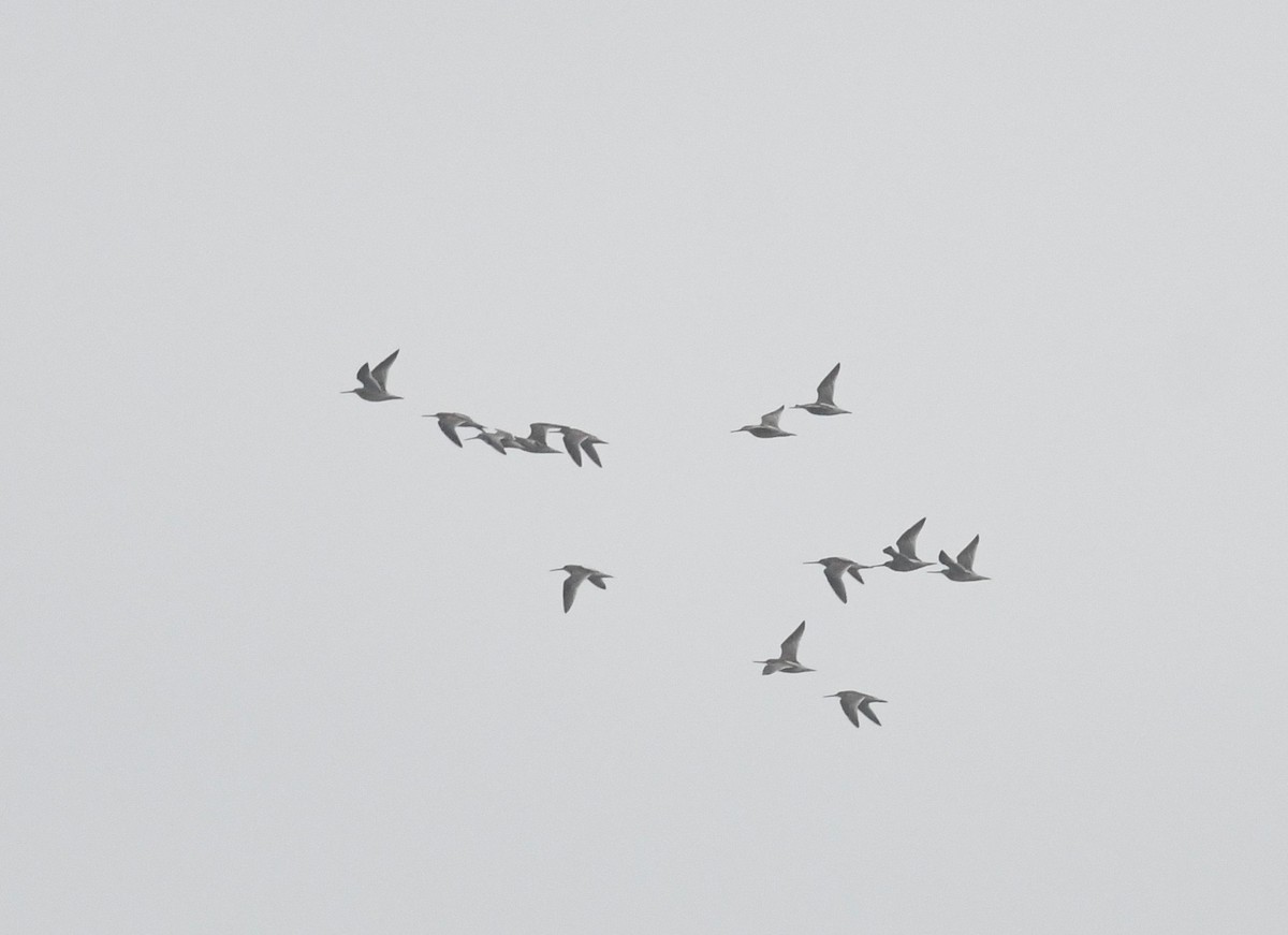 Short-billed Dowitcher - ML604496621