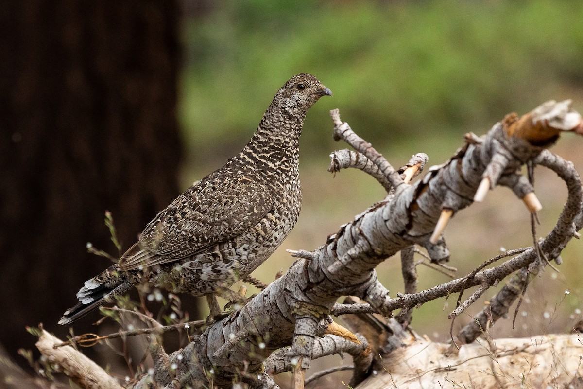 Sooty Grouse - Lucy S