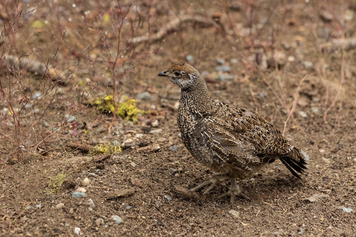 Sooty Grouse - Lucy S