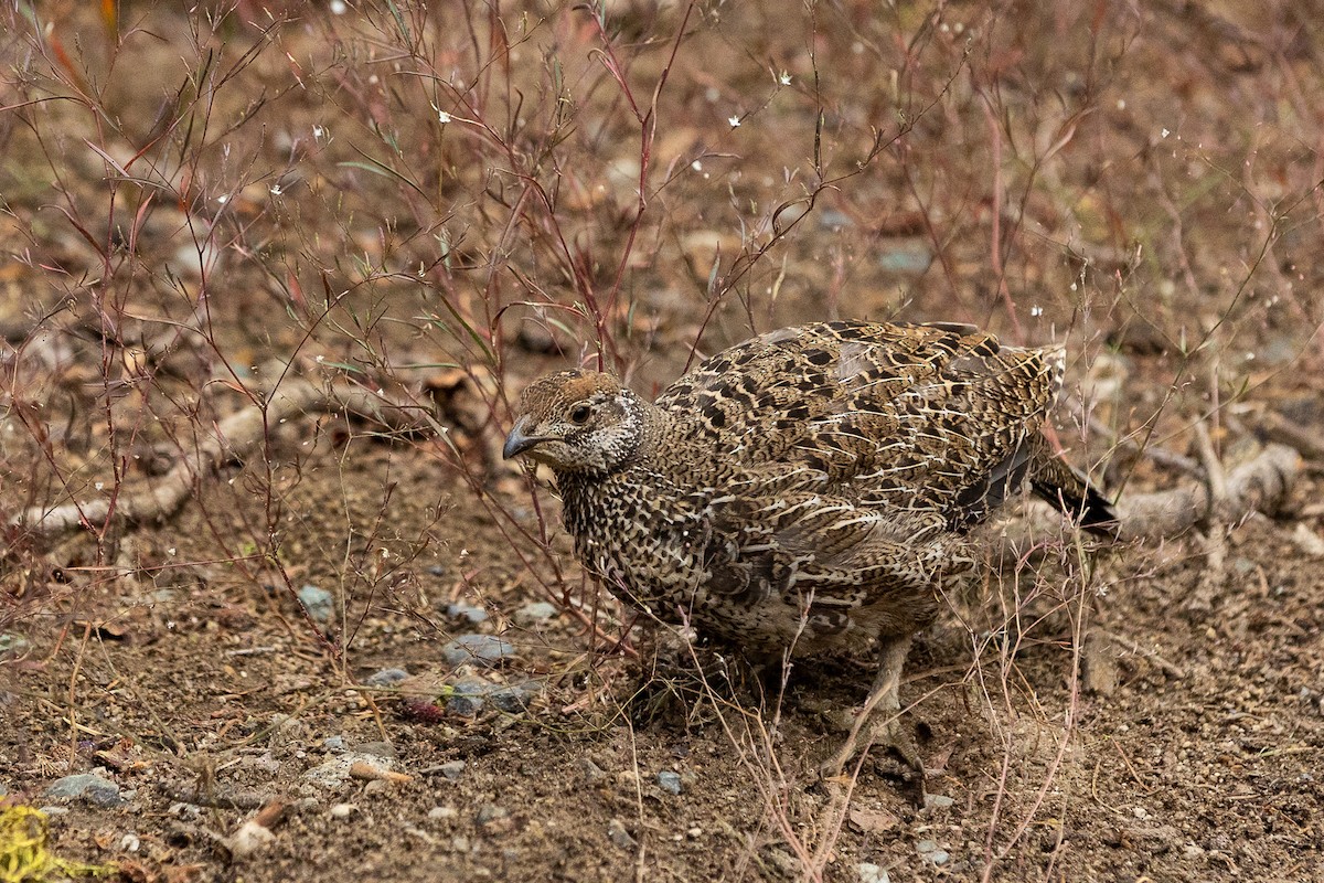 Sooty Grouse - Lucy S