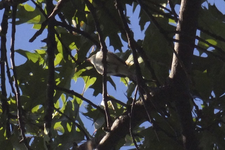 Warbling Vireo - ML60449681
