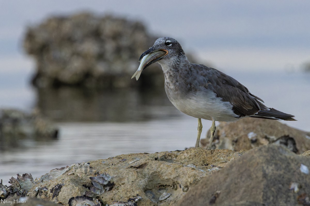 White-eyed Gull - ML604497071