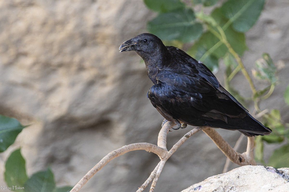 Fan-tailed Raven - nitay haiun