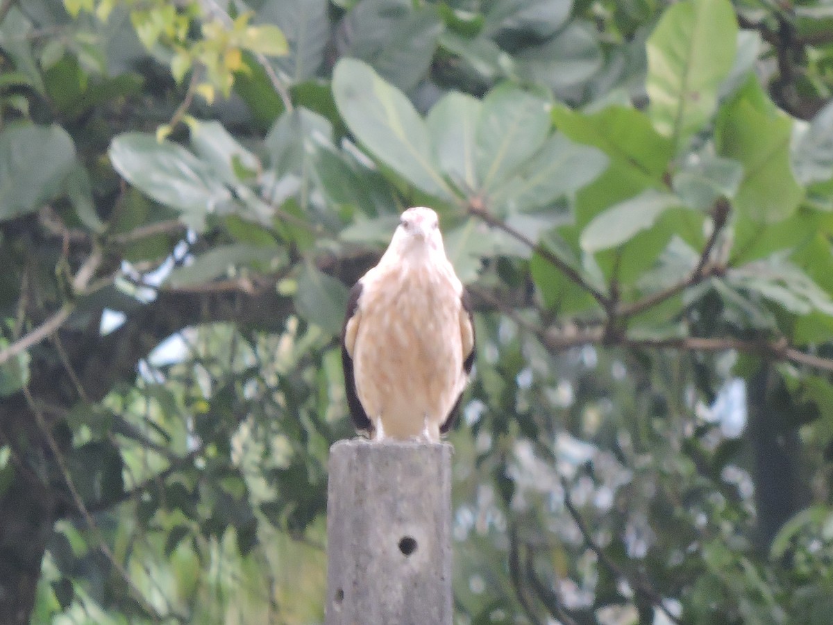 Caracara Chimachima - ML60449751