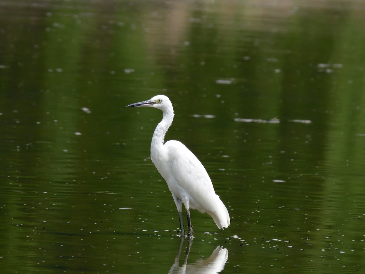 Little Egret - Yawei Zhang