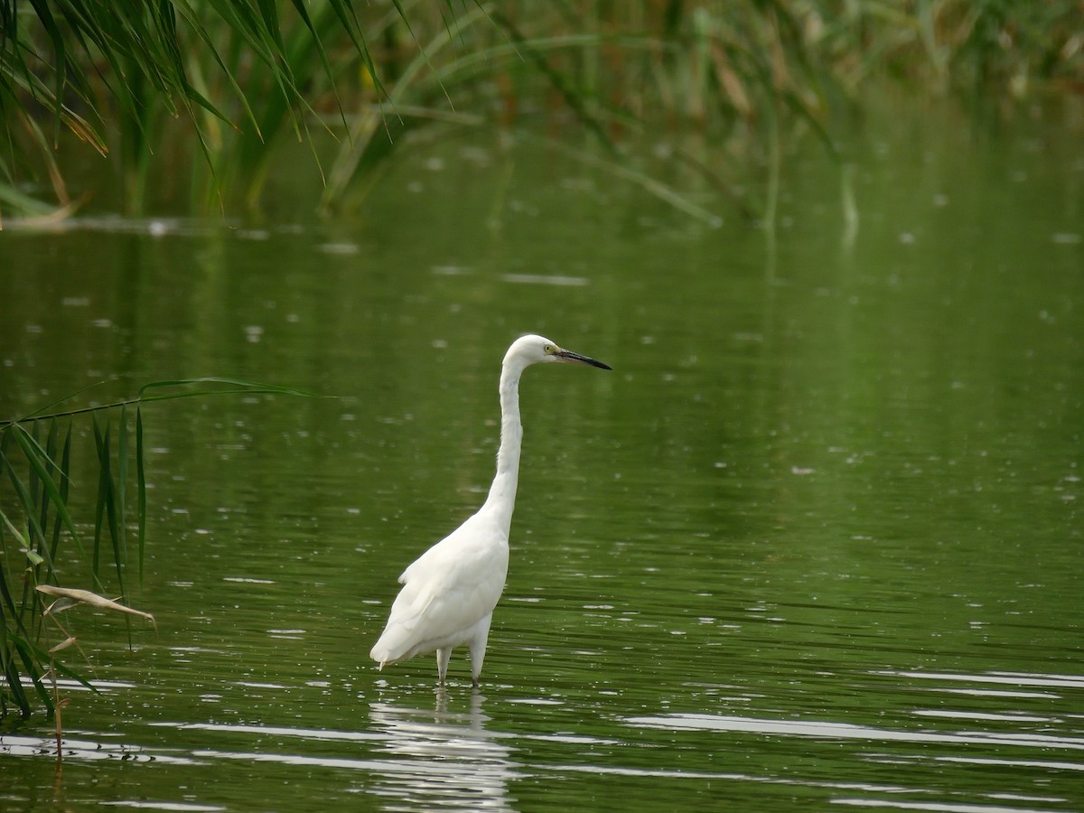 Little Egret - Yawei Zhang