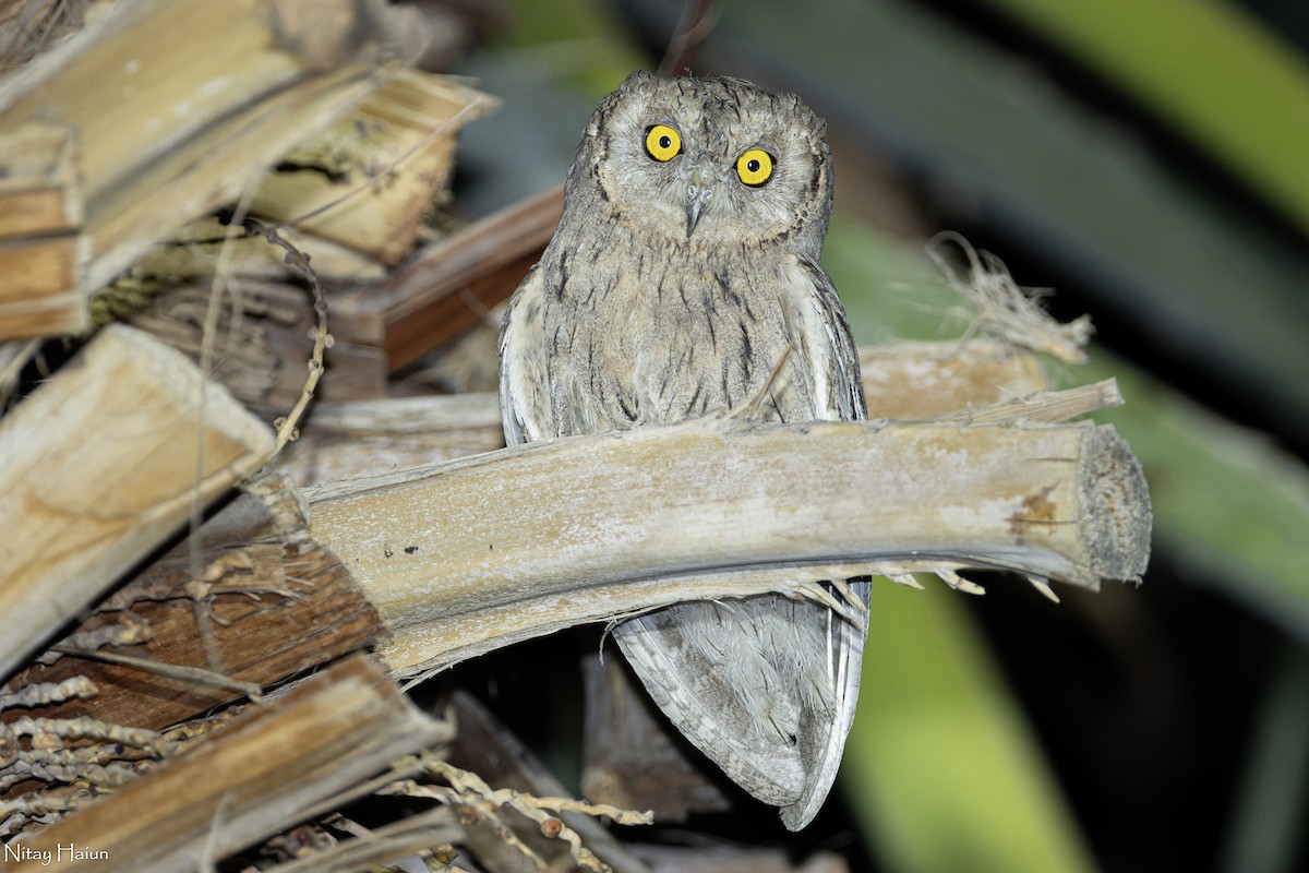 Pallid Scops-Owl - ML604498201