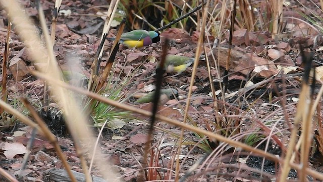 Gouldian Finch - ML604499671