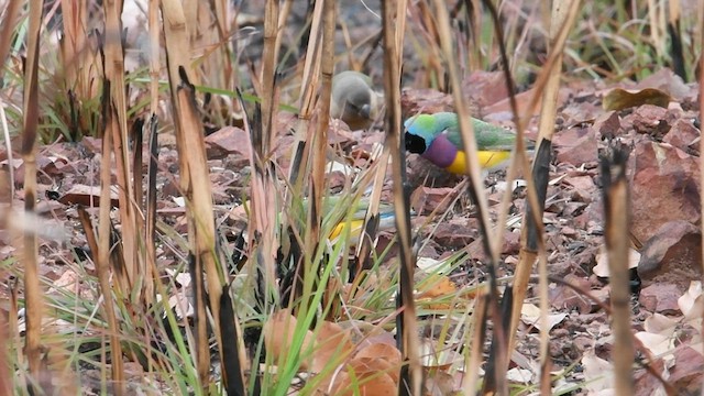 Gouldian Finch - ML604499731