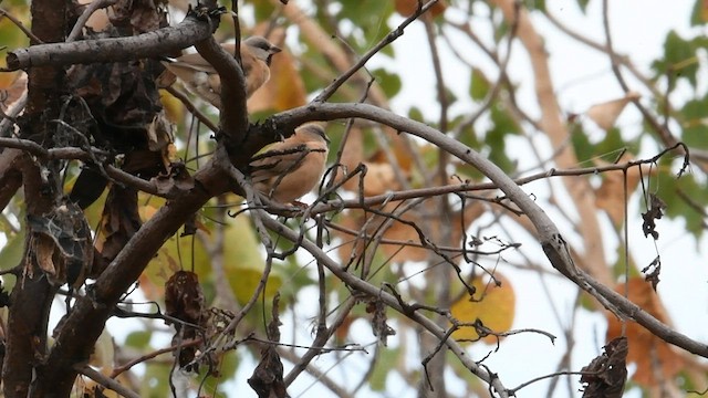Long-tailed Finch - ML604499781