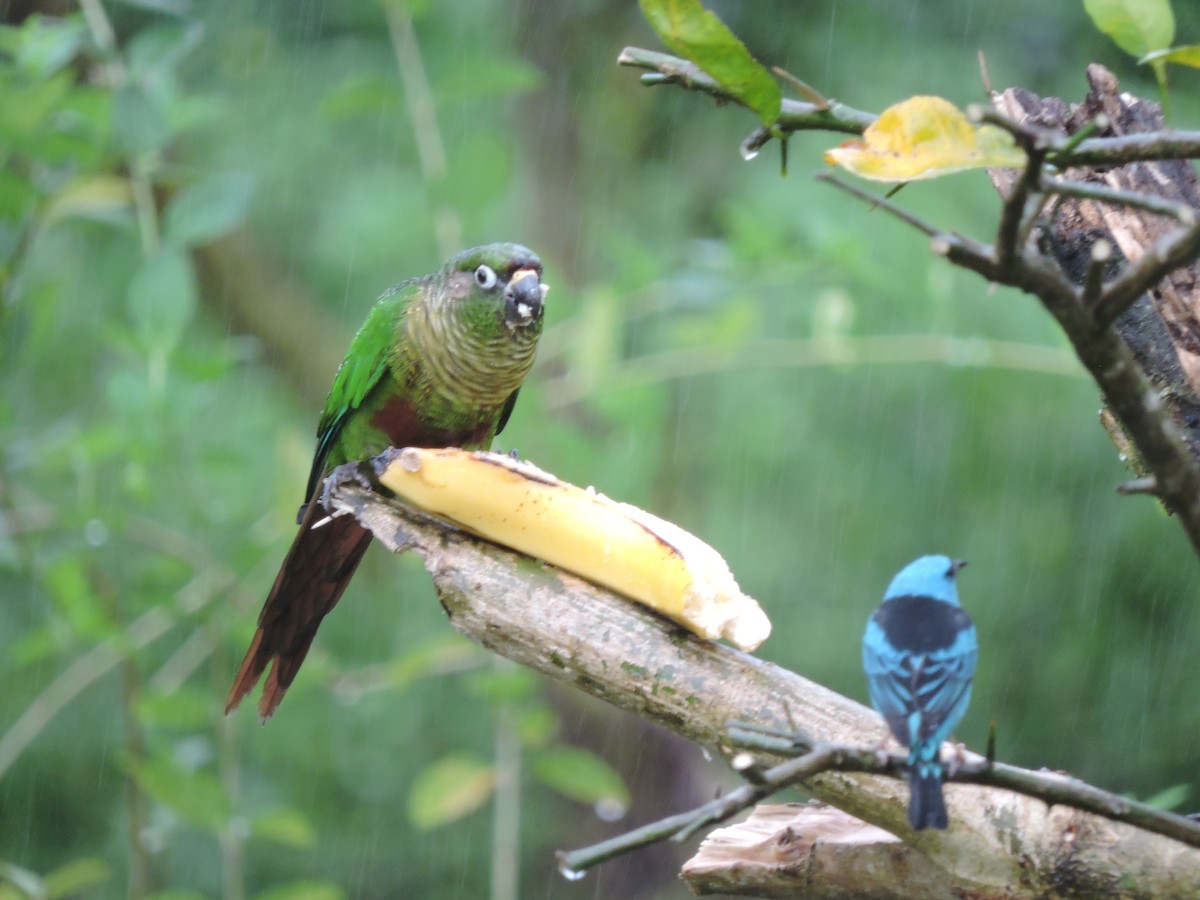 Conure de Vieillot - ML60450021