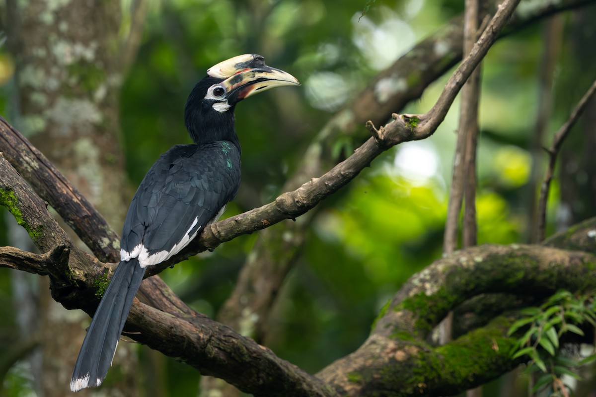 Oriental Pied-Hornbill - saurabh kalia