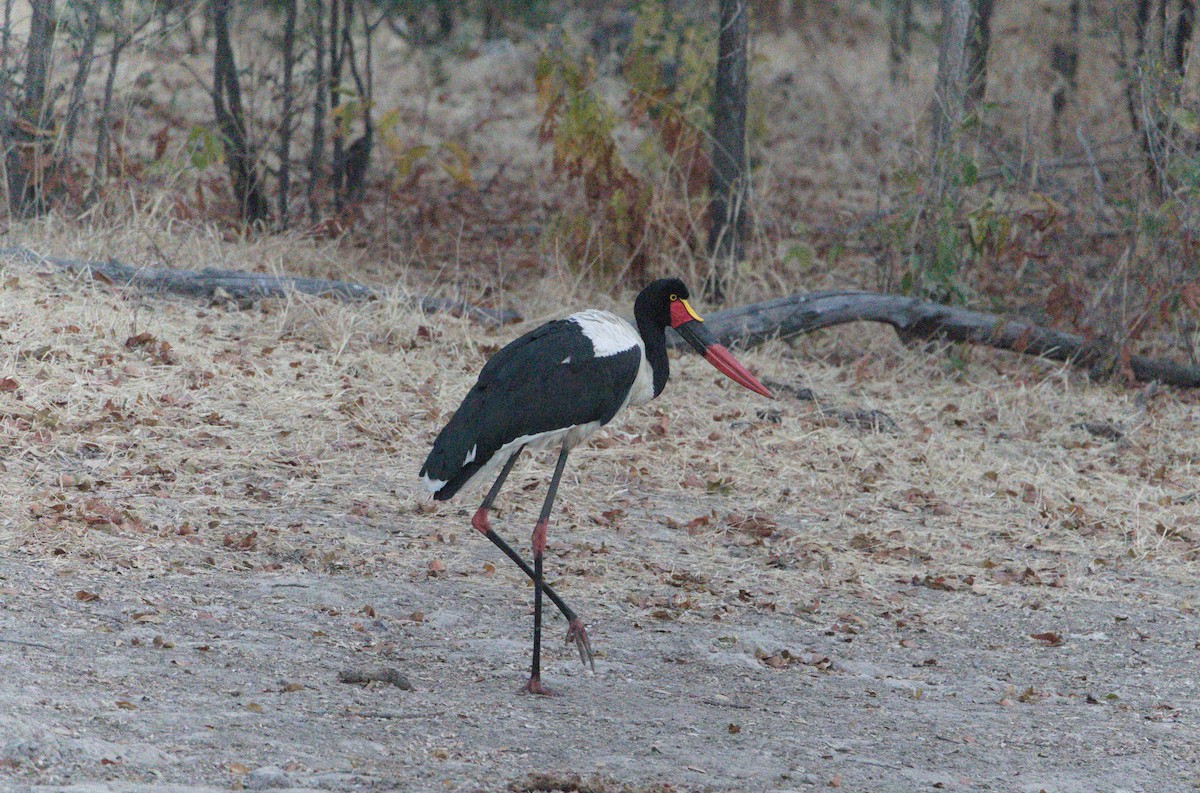 Saddle-billed Stork - ML604500901