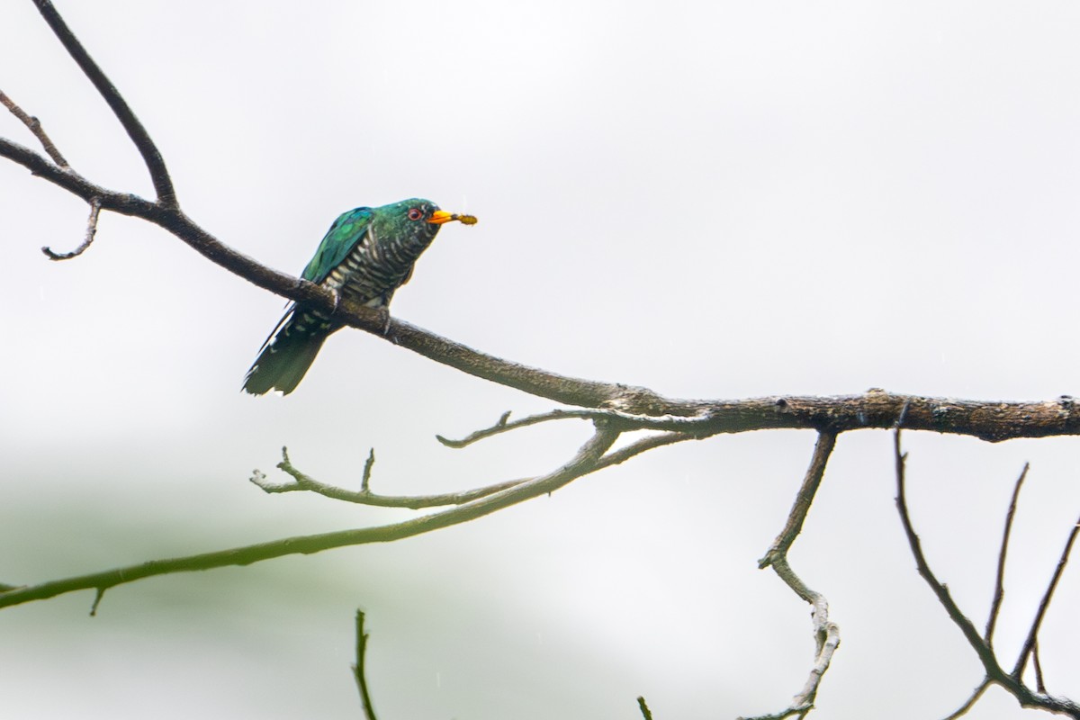 Asian Emerald Cuckoo - ML604501591