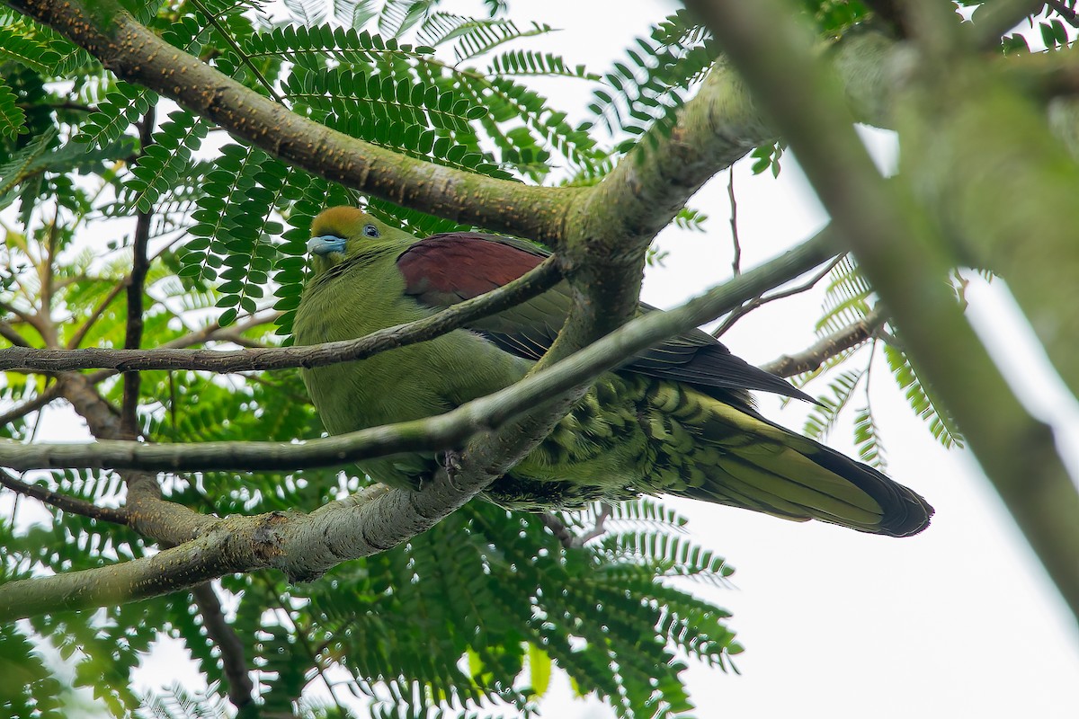 Whistling Green-Pigeon (Taiwan) - Francesco Veronesi