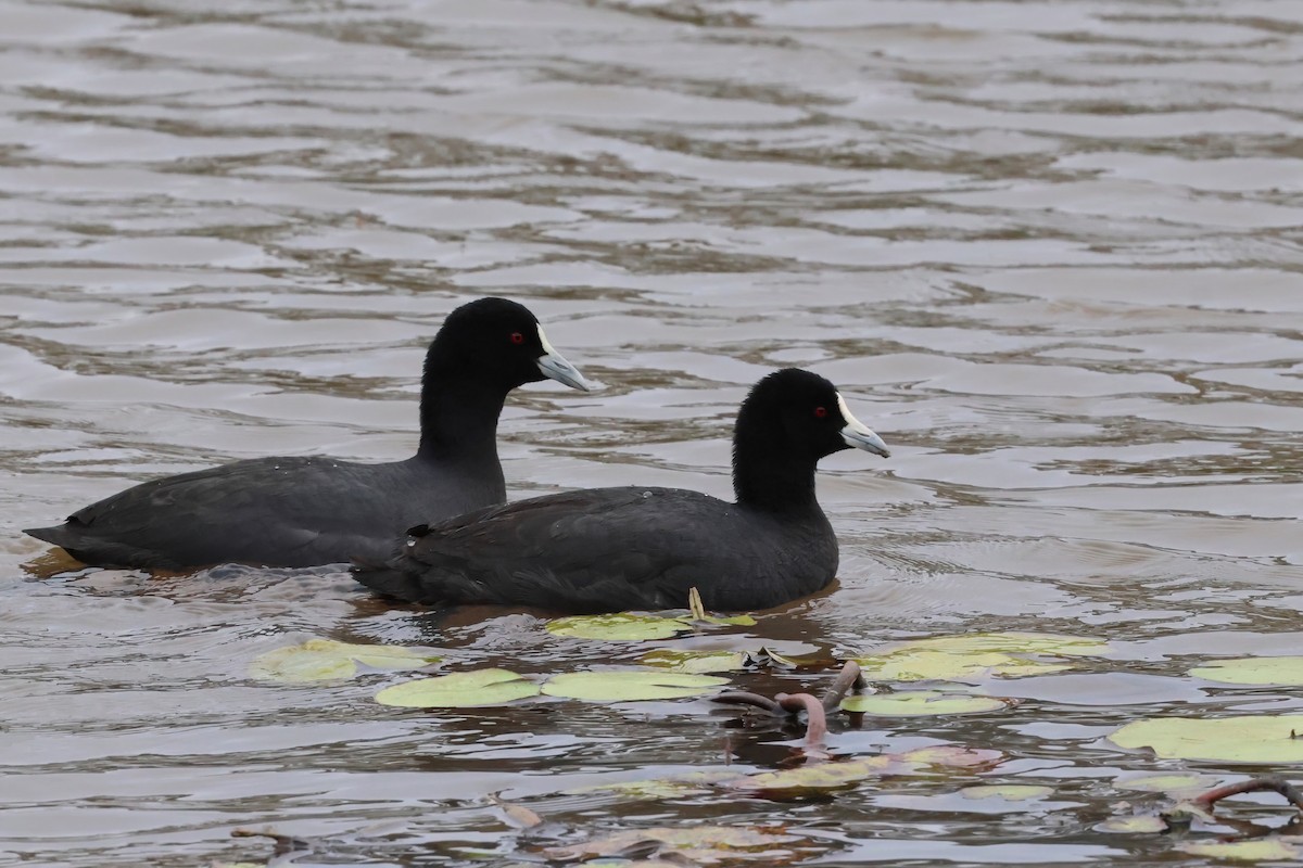 Eurasian Coot - ML604502441