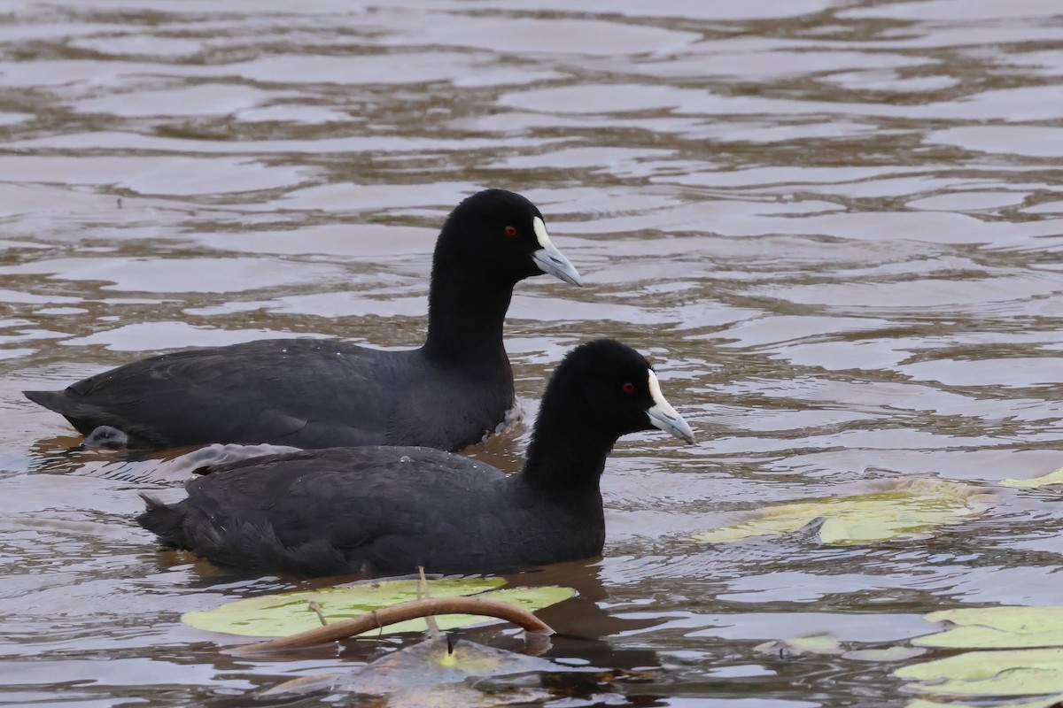 Eurasian Coot - Dennis Devers