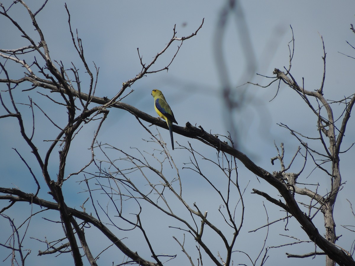 Blue-winged Parrot - ML604502581