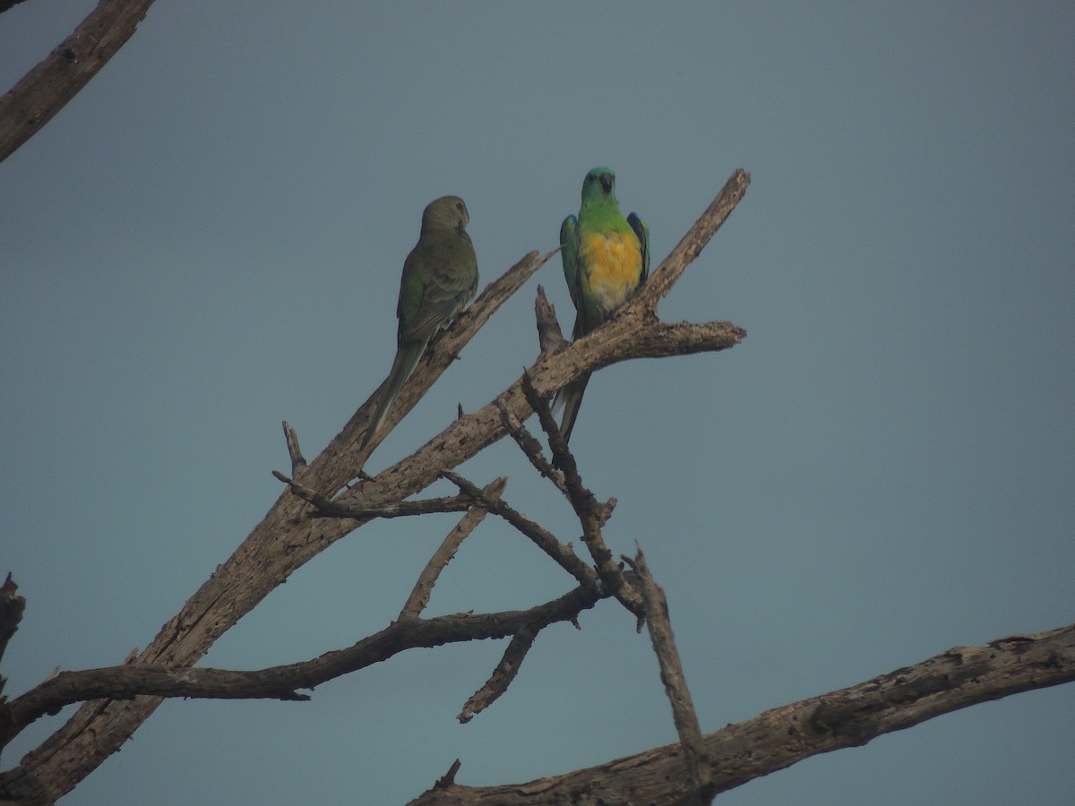 Red-rumped Parrot - George Vaughan