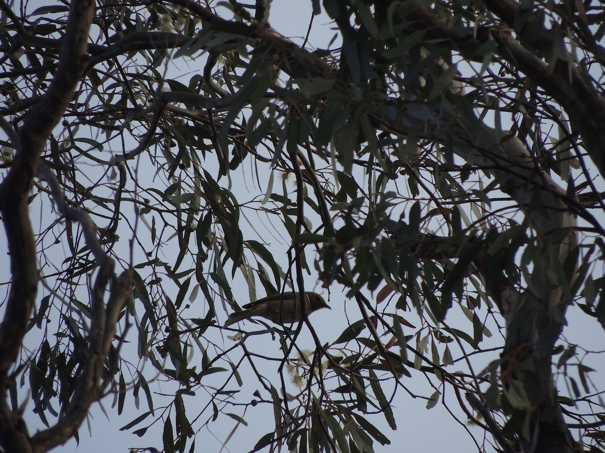 White-plumed Honeyeater - George Vaughan