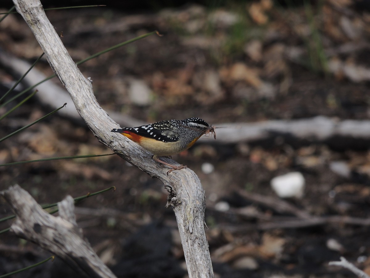 Fleckenpanthervogel - ML604503231