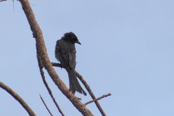 drongo černý - ML604503481