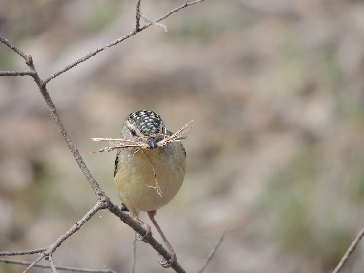 Pardalote Moteado - ML604503521